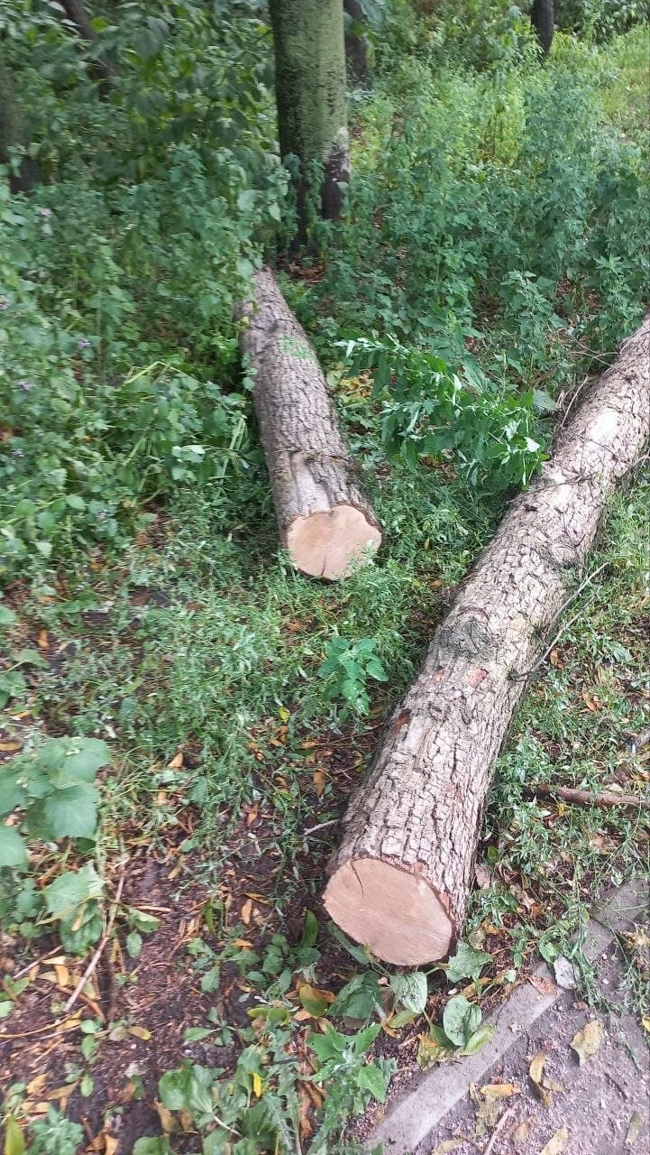 Свіжозрізані стовбури дерев у парковій зоні