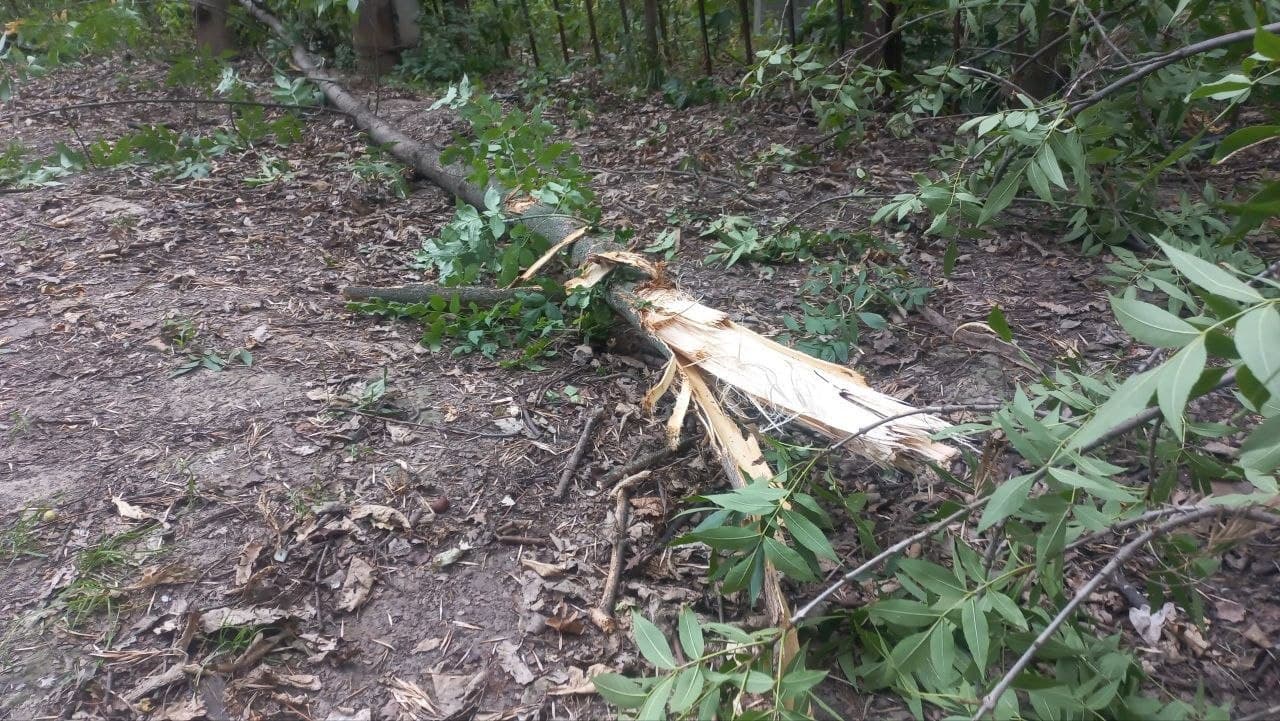 Зламане та повалене дерево серед свіжих гілок